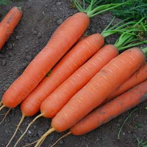 Сатурно F1 - морковь, Clause фото, цена